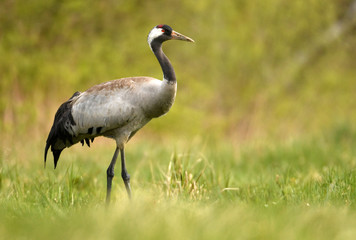 Obraz na płótnie Canvas Common crane (Grus grus)