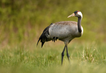 Naklejka premium Common crane (Grus grus)