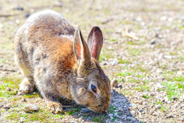 Naklejka na ściany i meble Wild Bunny on Okunoshima Island, Also Known As Rabbit Island, in Okunoshima, Japan