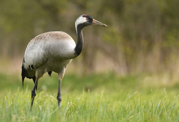 Common crane (Grus grus)