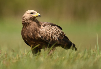 Lesser spotted eagle (Clanga pomarina)