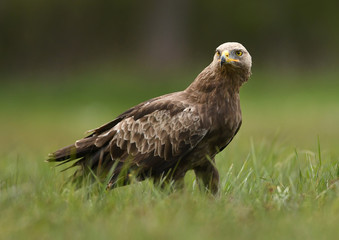 Lesser spotted eagle (Clanga pomarina)