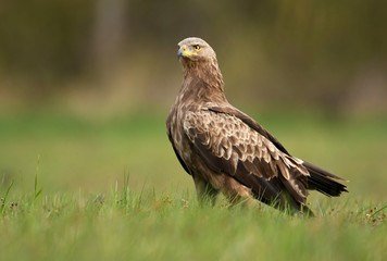 Lesser spotted eagle (Clanga pomarina)