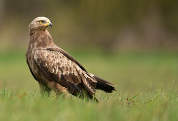 Lesser spotted eagle (Clanga pomarina)