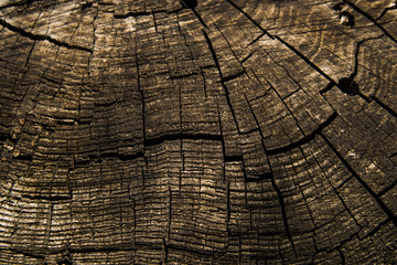 Fototapeta premium wood