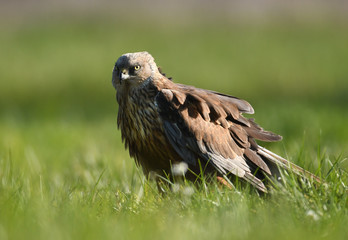 Marsh harrier (Circus aeruginosus)