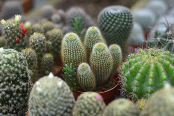 cactus in a group