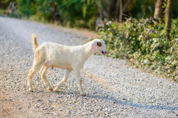 Fototapeta premium Baby Goat portrait on the road