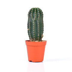 Cactus isolated on white background