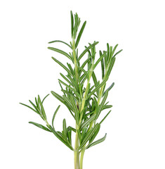 rosemary isolated on white background