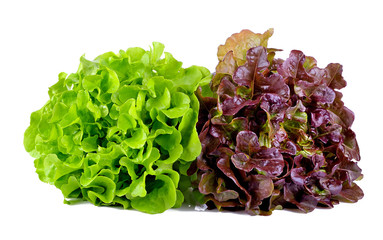 green and red lettuce isolated on white background - obrazy, fototapety, plakaty