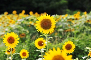 長崎鼻のヒマワリ