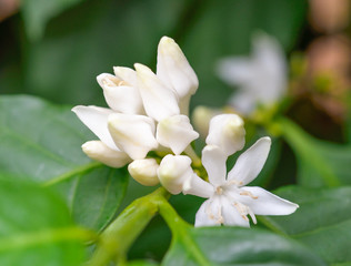 Macro white fresh coffee flower on tree in tropical field