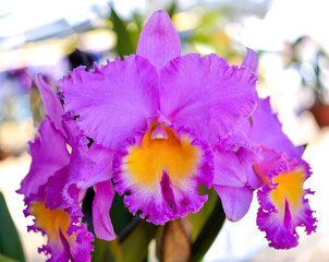 Fototapeta na wymiar Beautiful orchid is queen of flowers