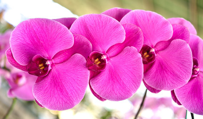Beautiful orchid is queen of flowers