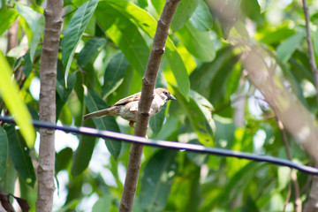 Fototapeta premium Bird on the tree