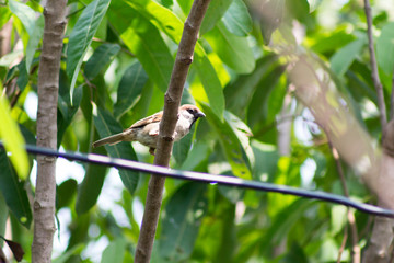 Bird on the tree