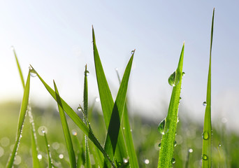 Fresh green spring grass with dew drops closeup.