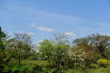 Obraz premium 多摩の春