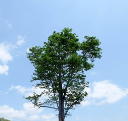 Fototapeta premium tree