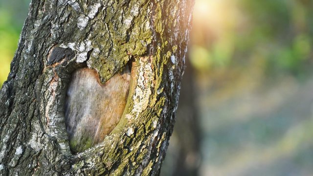 Natural heart formed in the tree trunk in vibrant green forest. Valentine day background. Copy space.