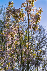 Tree Branches At Springtime on English Countryside