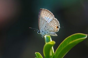 Butterfly,Close up of Prosotas Nora butterfly. Prosotas nora, the common lineblue, is a species of  lycaenid butterfly found in Asia.
