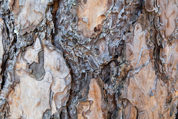 wood