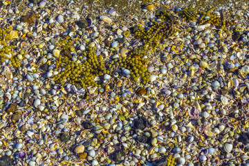 Broken Sea Shells, mussels, oyster, shellfish at Omana Beach Auckland New Zealand.