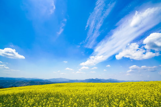 菜の花　亀石峠