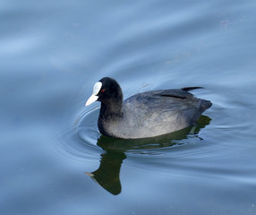 Coot ( fulica atra)