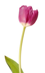 Pink tulip flower