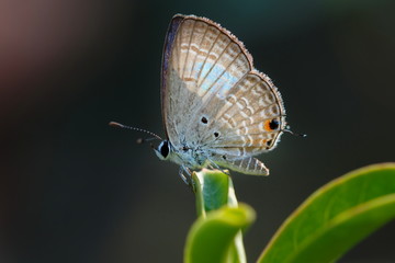 Butterfly,Close up of Prosotas Nora butterfly. Prosotas nora, the common lineblue, is a species of  lycaenid butterfly found in Asia.