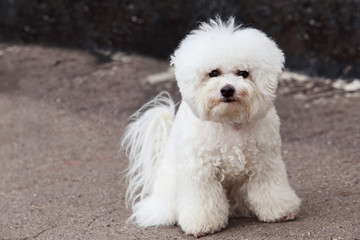 dog breed maltese bichon