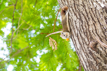 Squirrel