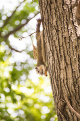 Obraz premium Squirrel