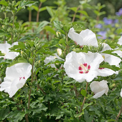 Hibiskus, Hibiscus, Garteneibisch