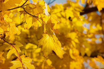 Naklejka na ściany i meble leaves in autumn forest