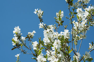 リキュウバイと言われる日本の花。