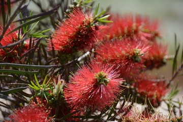 Bottle brush