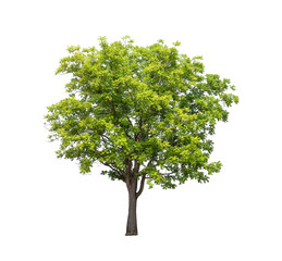Obraz premium Isolated tree with green leaf on white background
