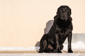 Black Labrador Retriever, watchdog sitting in front of house