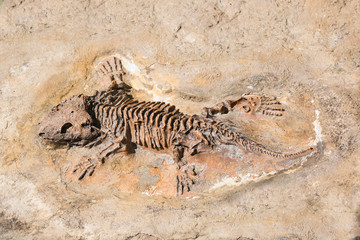 Fototapeta na wymiar Fossil of prehistoric lizard skeleton on the rock