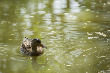 Ducks on the water 