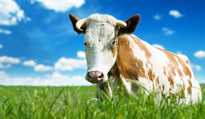 Fototapeta na wymiar Funny cow on a green meadow