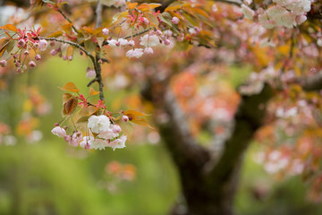 Spring flowers in garden 