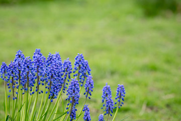 Spring flowers in garden 