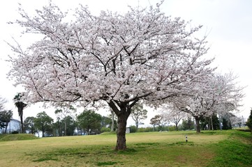 風土記の丘の桜