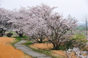風土記の丘の桜