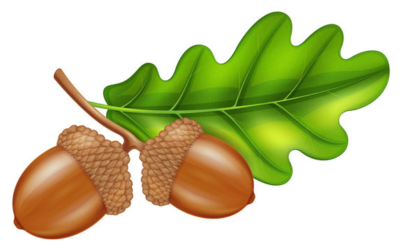 Oak branch with acorns and green leaf. Vector illustration.